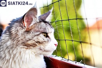 Siatki Zgorzelec - Siatka na balkony dla kota i zabezpieczenie dzieci dla terenów Zgorzeleca