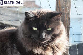 Siatki Zgorzelec - Zabezpieczenie balkonu siatką - Kocia siatka - bezpieczny kot dla terenów Zgorzeleca